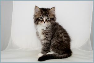 Male Siberian Kitten from Deedlebug Siberians